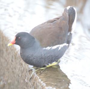 Common Moorhen