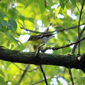 Yellow-throated Vireo