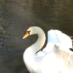 Mute Swan