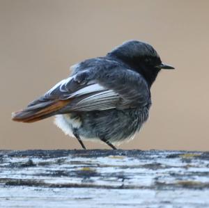 Black Redstart