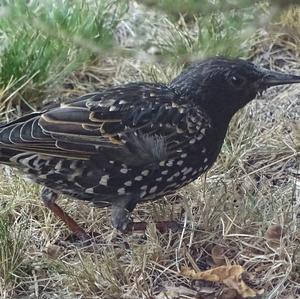 Common Starling