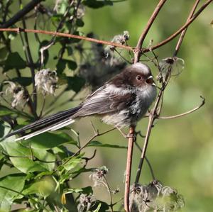 Long-tailed Tit