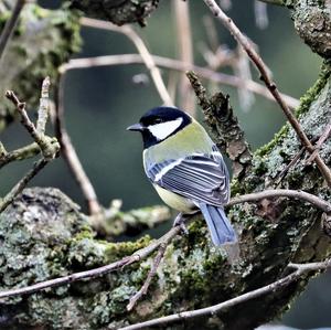 Great Tit