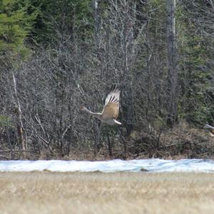 Sandhill Crane