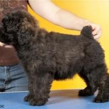 Bouvier des Flandres