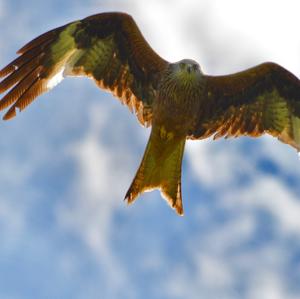 Red Kite