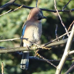 Eurasian Jay