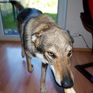Unknown Breed