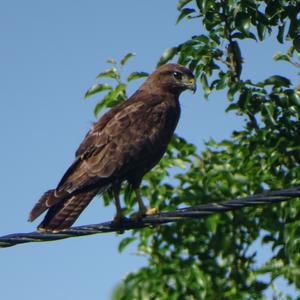 Mäusebussard