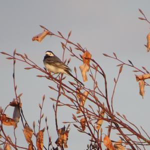 White Wagtail