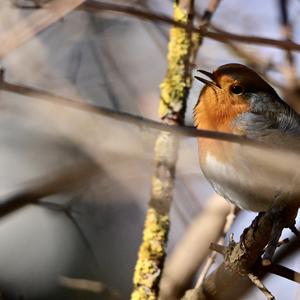 European Robin