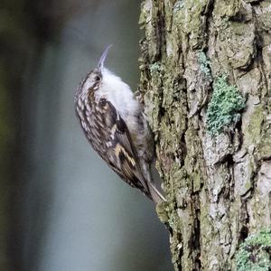 Short-toed Treecreeper