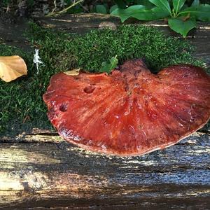 Beefsteak Polypore