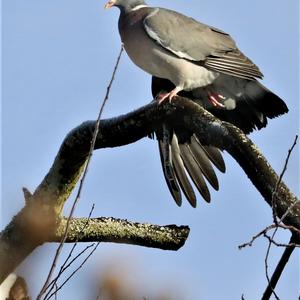 Common Wood-pigeon