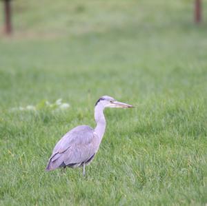 Grey Heron