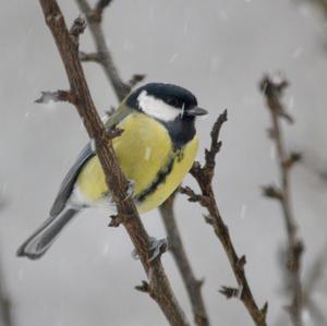 Great Tit