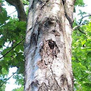 Great Spotted Woodpecker