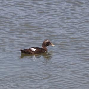 Common Eider