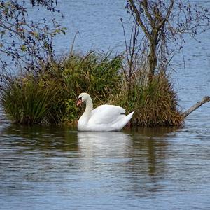 Höckerschwan