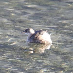 Little Grebe