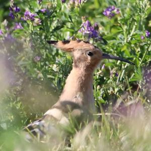 Eurasian Hoopoe