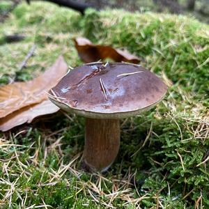 Bay Bolete