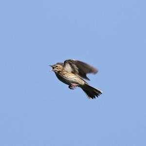 Tree Pipit