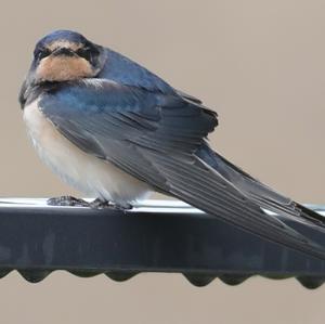 Barn Swallow