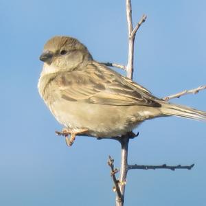 House Sparrow