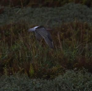 Eurasian Curlew