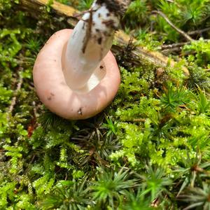 Bare-toothed Russula