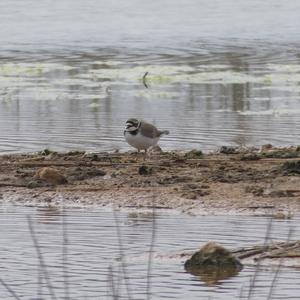 Little Ringed Plover