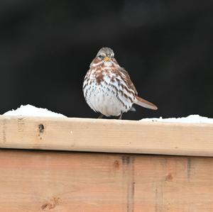 Fox Sparrow