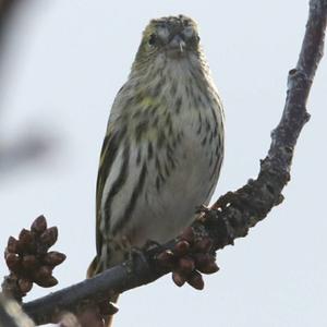 Eurasian Siskin