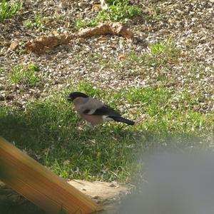 Eurasian Bullfinch