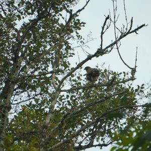 Common Buzzard