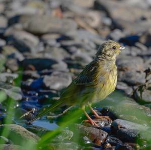 Yellowhammer