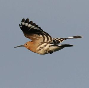 Eurasian Hoopoe