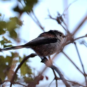 Long-tailed Tit