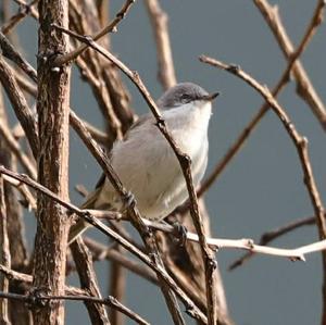 Lesser Whitethroat