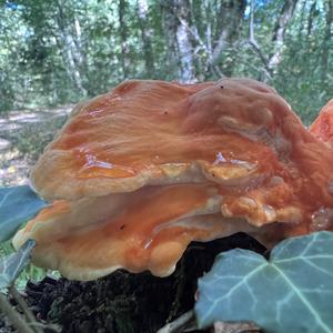 Chicken Mushroom