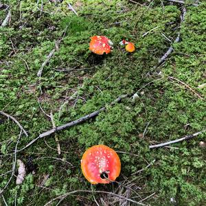 Fly Agaric