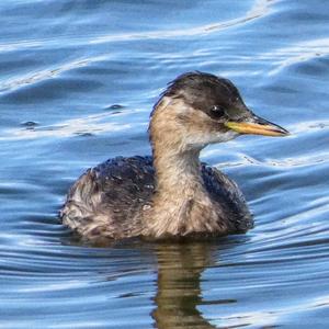 Little Grebe