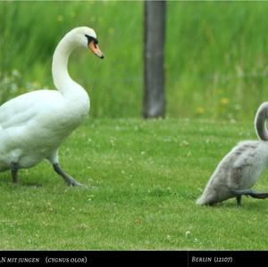 Höckerschwan