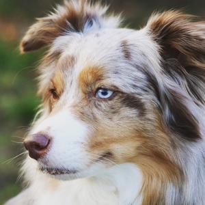 Australian Shepherd