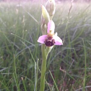 Bienen-Ragwurz