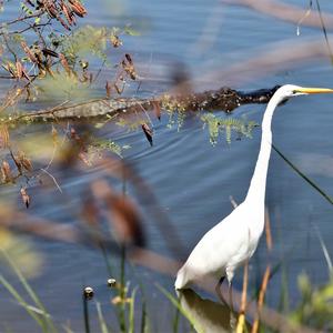 Great Egret