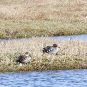 Common Teal