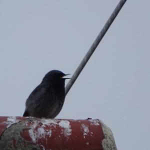 Black Redstart