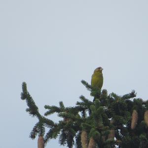 European Greenfinch